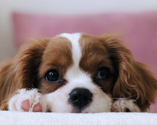 狂犬病中和抗體力價檢測報告