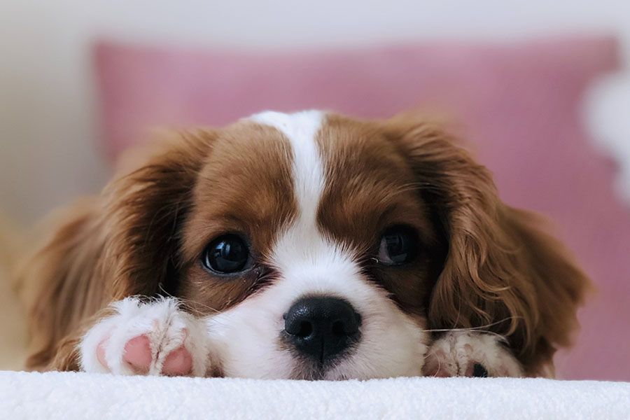 狂犬病中和抗體力價檢測報告 狂犬病中和抗體力價檢測報告