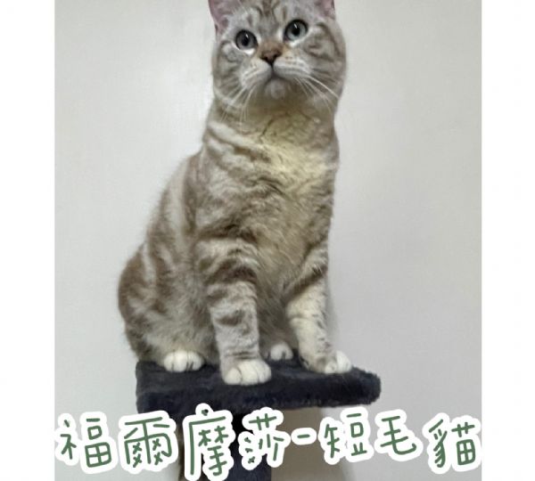 福爾摩莎貓舍 特寵業字第:U1100521號 品 種 :美國短毛貓