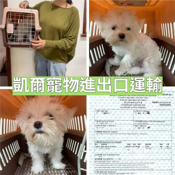 2022/05/02 『美國舊金山』馬爾濟斯與主人同行!手提寵物去美國舊金山 2022/05/02 『美國舊金山』馬爾濟斯與主人同行!手提寵物去美國舊金山