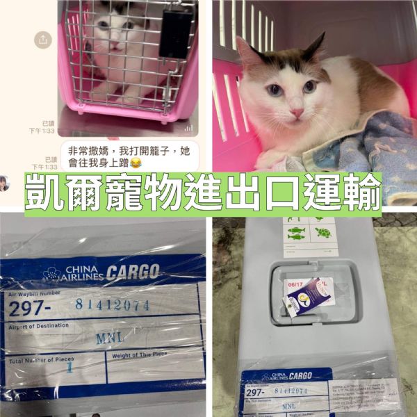 2022/06/17 『菲律賓馬尼拉』布偶貓貓飛飛飛~到馬尼拉找主人啦 2022/06/17 『菲律賓馬尼拉』布偶貓貓飛飛飛~到馬尼拉找主人啦