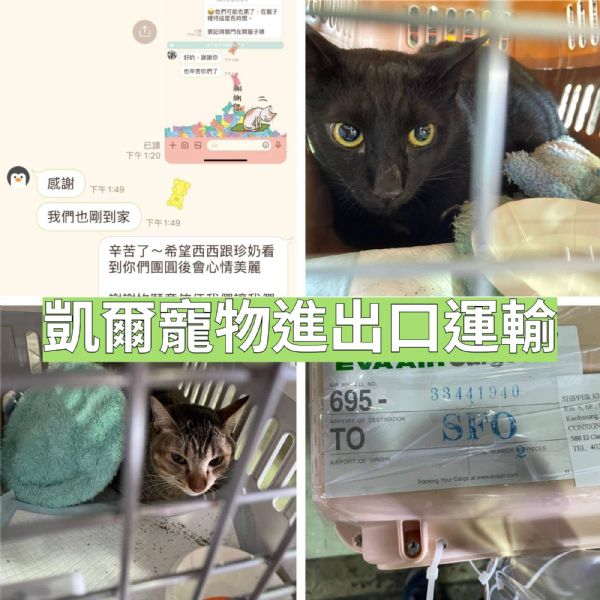 2022/06/20 『美國舊金山』兩隻貓貓一同作伴飛舊金山與主人相會~~ 2022/06/20 『美國舊金山』兩隻貓貓一同作伴飛舊金山與主人相會~~