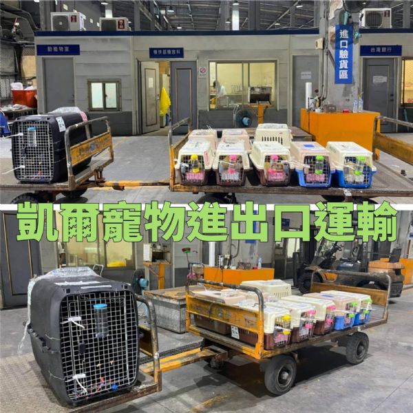 2022/07/06 『台灣』1隻巨型貴賓與3隻柴犬還有4隻貓來台隔離檢疫7天啦 2022/07/06 『台灣』1隻巨型貴賓與3隻柴犬還有4隻貓來台隔離檢疫7天啦