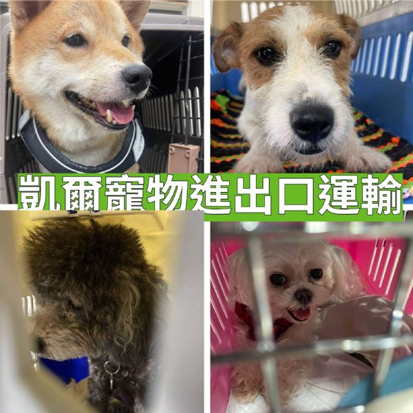 2022/07/16 『香港』柴犬+傑克羅素+貴賓+瑪爾濟斯飛香港啦 2022/07/16 『香港』柴犬+傑克羅素+貴賓+瑪爾濟斯飛香港啦