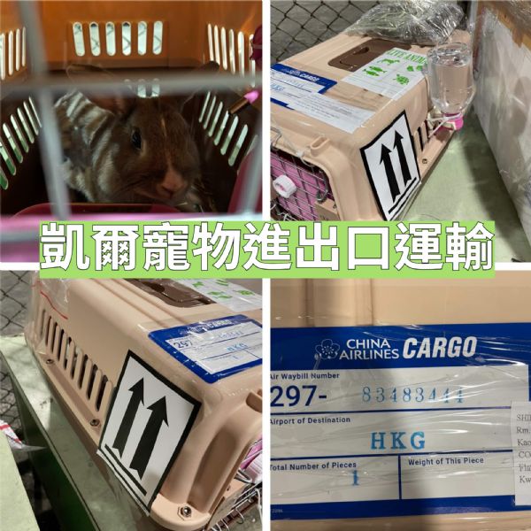 2022/08/02 『兔兔飛香港』萌萌的兔子飛香港啦~~ 2022/08/02 『兔兔飛香港』萌萌的兔子飛香港啦~~