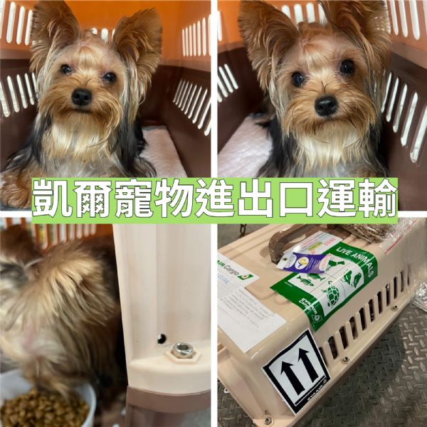 2022/08/02 『美國紐約』約克夏寶寶飛飛飛~~飛到紐約啦!! 2022/08/02 『美國紐約』約克夏寶寶飛飛飛~~飛到紐約啦!!