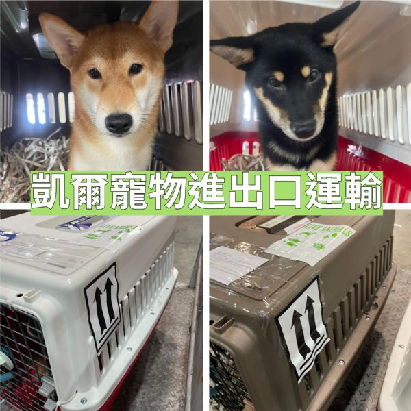 2022/08/05 『新加坡』兩隻柴柴飛新加坡囉! 2022/08/05 『新加坡』兩隻柴柴飛新加坡囉!