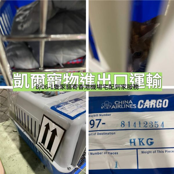 2022/08/06 『香港』貓貓飛香港團圓囉~~ 2022/08/06 『香港』貓貓飛香港團圓囉~~