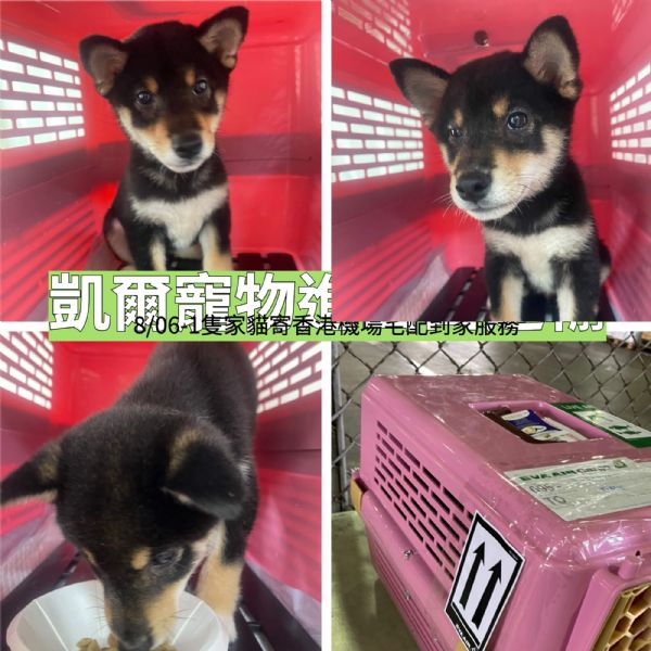 2022/08/07 『美國達拉斯』柴犬出發!!美國達拉斯機場!! 2022/08/07 『美國達拉斯』柴犬出發!!美國達拉斯機場!!