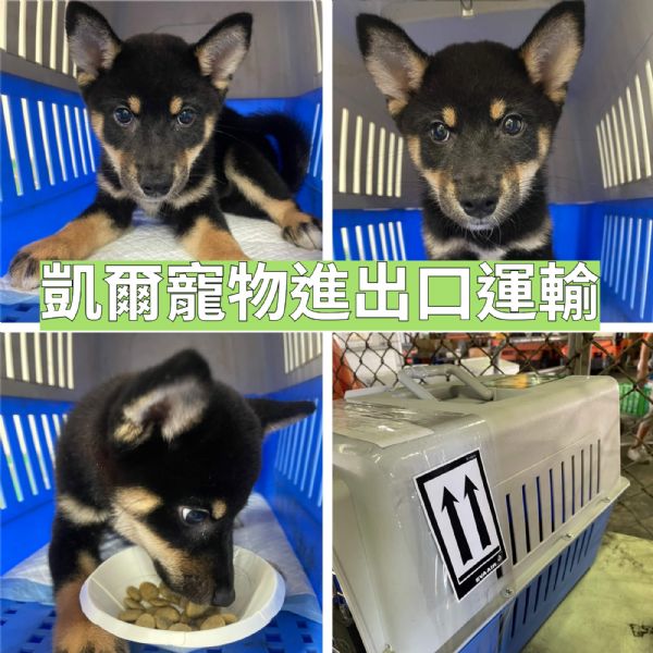 2022/08/09 『美國洛杉磯』柴犬飛往美國洛杉磯~~ 2022/08/09 『美國洛杉磯』柴犬飛往美國洛杉磯~~