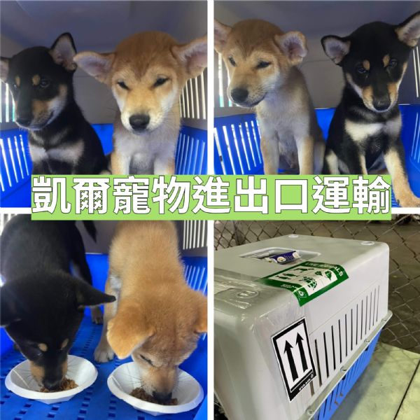 2022/09/05 『美國洛杉磯』哥倆好柴柴飛往美國洛杉磯~~ 2022/09/05 『美國洛杉磯』哥倆好柴柴飛往美國洛杉磯~~