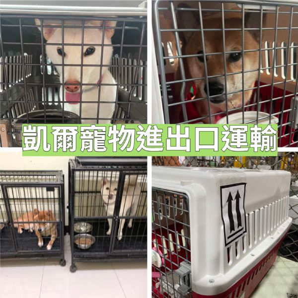 2022/09/11 『泰國轉印尼』帶超帥氣柴柴們一起回印尼吧~~ 2022/09/11 『泰國轉印尼』帶超帥氣柴柴們一起回印尼吧~~