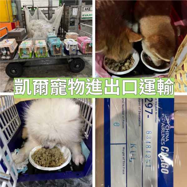2022/09/13 『馬來西亞吉隆坡』11隻名犬狗狗大家族~~飛到馬來西亞吉隆坡~~ 2022/09/13 『馬來西亞吉隆坡』11隻名犬狗狗大家族~~飛到馬來西亞吉隆坡~~