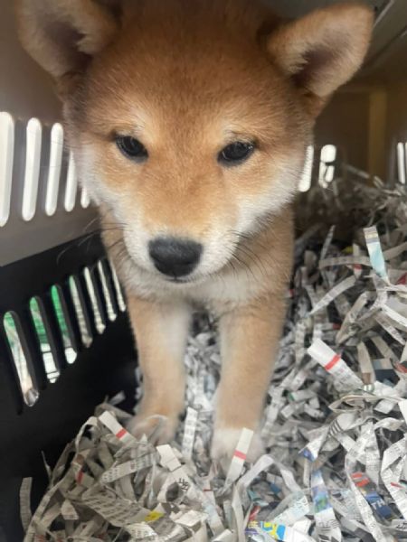 2021/11/12 『舊金山』柴犬出發美國舊金山囉 2021/11/12 『舊金山』柴犬出發美國舊金山囉