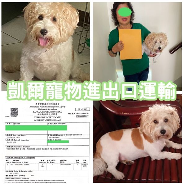 2023/09/12『泰國』傑克羅素犬哈利陪主人去泰國享受退休生活囉~~~ 2023/09/12『泰國』傑克羅素犬哈利陪主人去泰國享受退休生活囉~~~