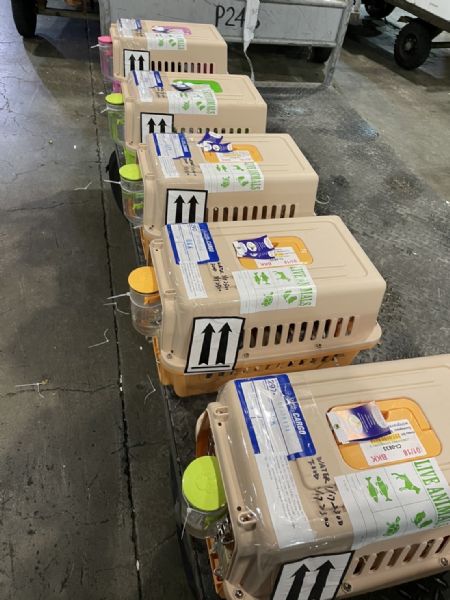 2022/01/18 『台灣飛泰國』十隻長毛臘腸狗飛往泰國曼谷啦~ 2022/01/18 『台灣飛泰國』十隻長毛臘腸狗飛往泰國曼谷啦~