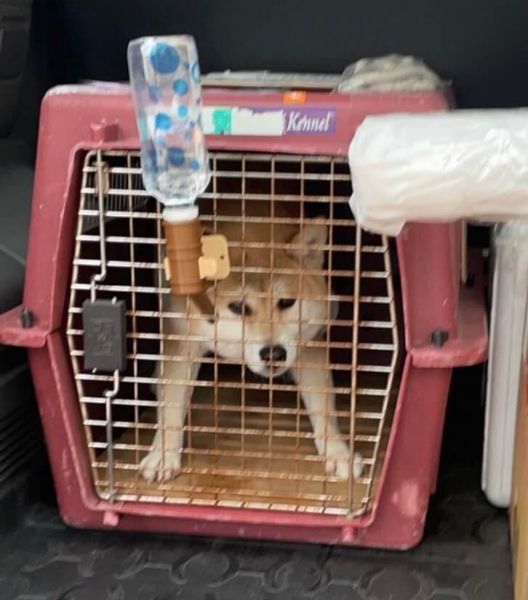 2022/02/09 『日本來台灣』日本比賽級柴犬來台灣!! 2022/02/09 『日本來台灣』日本比賽級柴犬來台灣!!