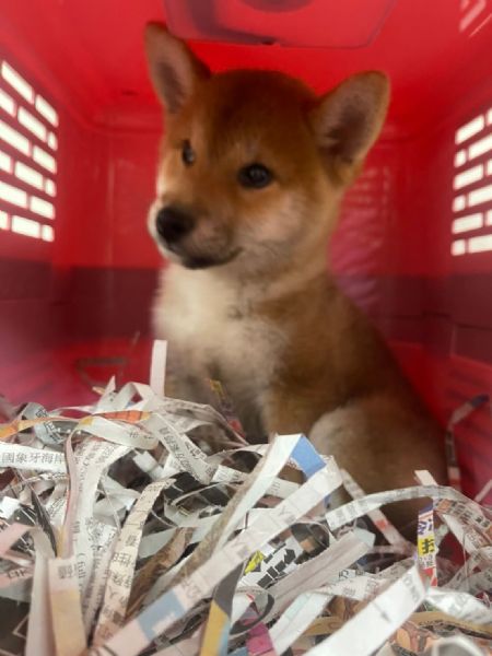 2022/02/24『美國舊金山』柴犬前往美國舊金山機場~~ 2022/02/24『美國舊金山』柴犬前往美國舊金山機場~~
