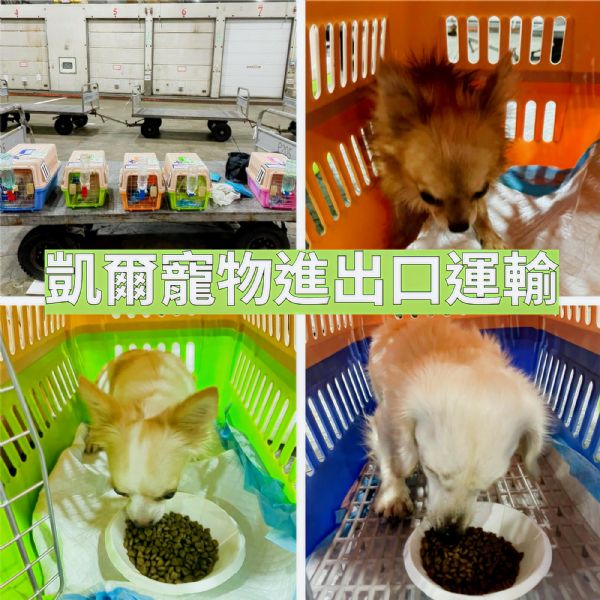 2022/09/21 『馬來西亞吉隆坡』10隻名犬狗狗一起飛出國啦~~~ 2022/09/21 『馬來西亞吉隆坡』10隻名犬狗狗一起飛出國啦~~~