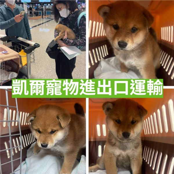 2022/02/22 『美國洛杉磯』張小姐與柴犬家人一同前往美國洛杉磯 2022/02/22 『美國洛杉磯』張小姐與柴犬家人一同前往美國洛杉磯