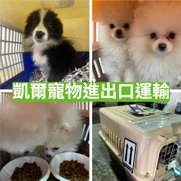 2022/02/25 『美國洛杉磯』大集合:1隻邊界牧羊犬+2隻白博美+2隻柴犬一起飛美國洛杉磯 2022/02/25 『美國洛杉磯』大集合:1隻邊界牧羊犬+2隻白博美+2隻柴犬一起飛美國洛杉磯