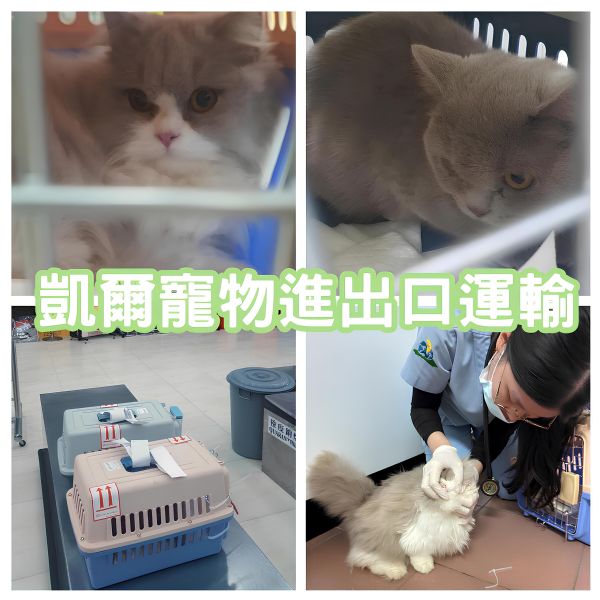 2024/01/26 『韓國』可愛又超乖的2隻曼赤肯貓貓結伴陪主人回台灣啦~~~ 2024/01/26 『韓國』可愛又超乖的2隻曼赤肯貓貓結伴陪主人回台灣啦~~~