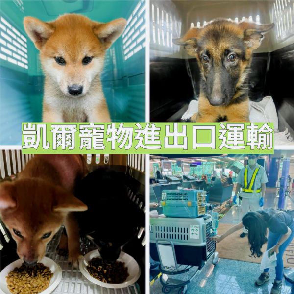 2022/09/22 『美國紐約』柴犬狼犬小朋友美國紐約定居去~~ 2022/09/22 『美國紐約』柴犬狼犬小朋友美國紐約定居去~~