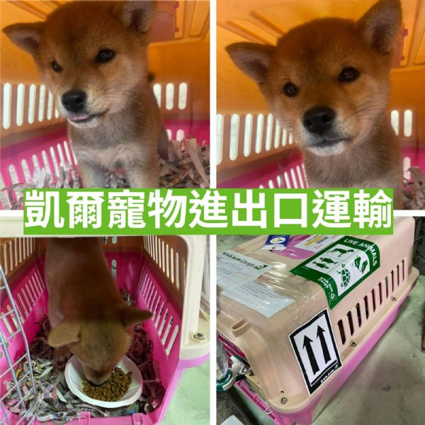 2022/03/25 『加拿大多倫多』柴犬前往加拿大多倫多囉 2022/03/25 『加拿大多倫多』柴犬前往加拿大多倫多囉