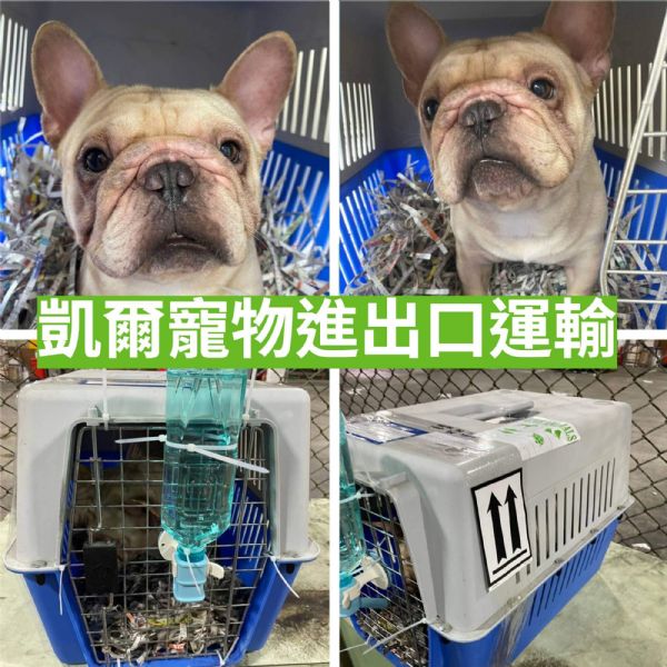 2022/03/29 『香港』趕在最後飛行效期的法國鬥牛犬去香港啦~~