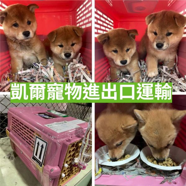 2022/03/30 『加拿大多倫多』兩隻柴犬作伴飛加拿大多倫多~~ 2022/03/30 『加拿大多倫多』兩隻柴犬作伴飛加拿大多倫多~~
