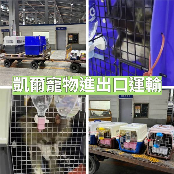 2022/04/14 『各國返台的寵物們』有貓有狗,歡迎回來台灣~~ 2022/04/14 『各國返台的寵物們』有貓有狗,歡迎回來台灣~~