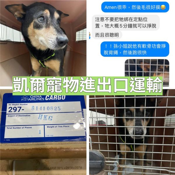 2022/04/18 『香港』乖巧的米克斯犬去香港找主人囉~ 2022/04/18 『香港』乖巧的米克斯犬去香港找主人囉~