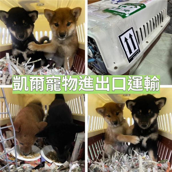 2022/04/19 『美國芝加哥』2隻柴犬飛飛飛~~美國芝加哥 2022/04/19 『美國芝加哥』2隻柴犬飛飛飛~~美國芝加哥
