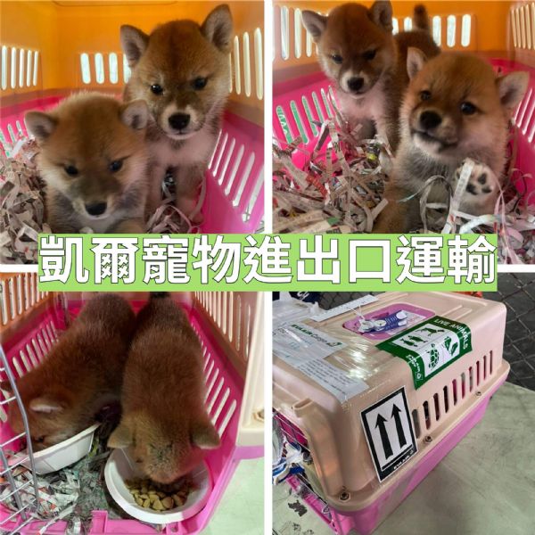 2022/04/21 『加拿大多倫多』柴犬GOGO多倫多 2022/04/21 『加拿大多倫多』柴犬GOGO多倫多