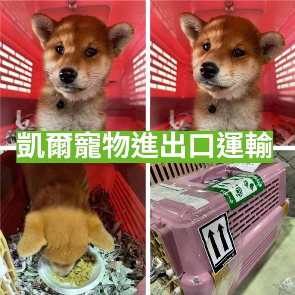 2022/04/01 『加拿大多倫多』柴犬飛加拿大多倫多 2022/04/01 『加拿大多倫多』柴犬飛加拿大多倫多