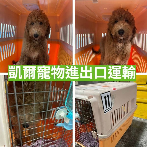 2022/04/11 『香港』無敵可愛的巨型貴賓犬飛香港囉~~ 2022/04/11 『香港』無敵可愛的巨型貴賓犬飛香港囉~~