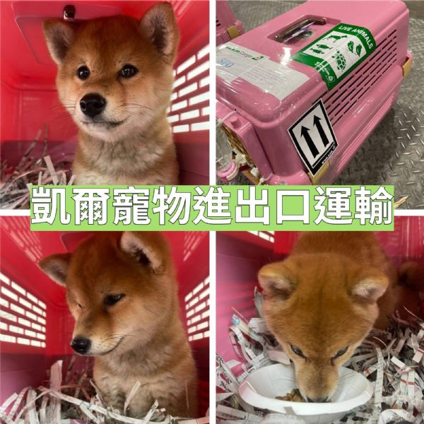 2022/05/03 『美國舊金山』柴犬GOGO美國舊金山與主人相見歡啦 2022/05/03 『美國舊金山』柴犬GOGO美國舊金山與主人相見歡啦