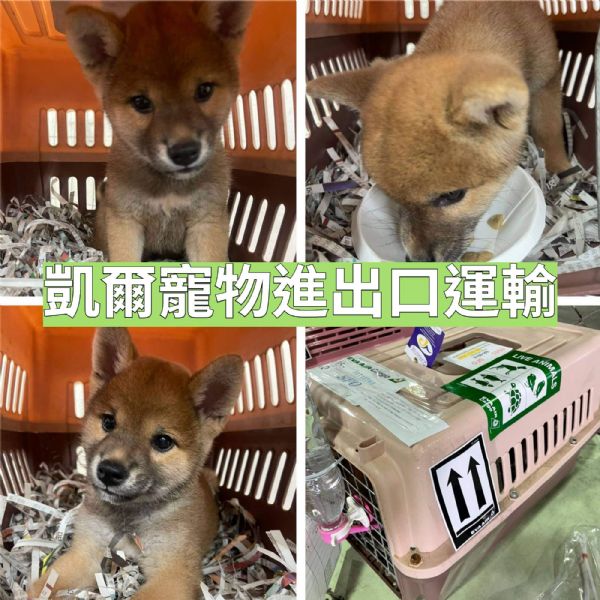2022/05/05 『美國舊金山』寶貝柴犬搭飛機去舊金山 2022/05/05 『美國舊金山』寶貝柴犬搭飛機去舊金山