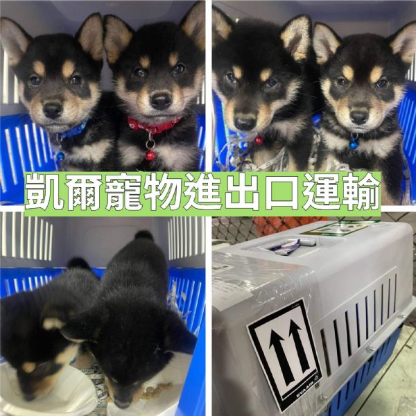 2022/05/15 『美國舊金山』2隻柴柴GOGO出發美國舊金山!! 2022/05/15 『美國舊金山』2隻柴柴GOGO出發美國舊金山!!