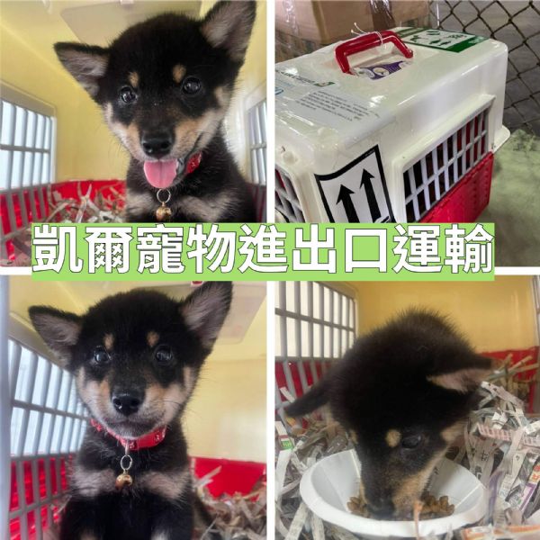 2022/05/29 『美國舊金山』柴犬GOGO美國舊金山!! 2022/05/29 『美國舊金山』柴犬GOGO美國舊金山!!
