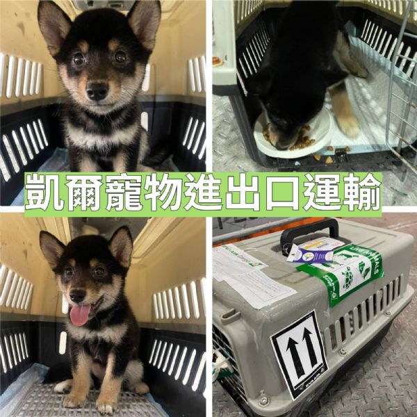 2022/05/31『美國芝加哥』1隻柴犬前往美國芝加哥~ 2022/05/31『美國芝加哥』1隻柴犬前往美國芝加哥~