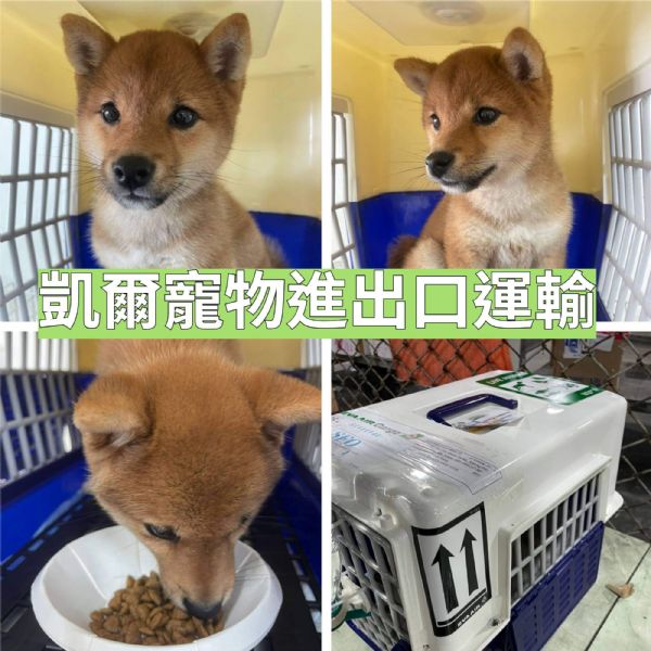 2022/06/01 『美國舊金山』柴犬飛飛飛~飛往美國舊金山囉 2022/06/01 『美國舊金山』柴犬飛飛飛~飛往美國舊金山囉