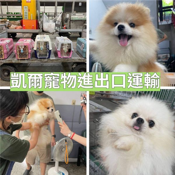 2022/06/01 『香港』五隻狗狗要搭同一班飛機去香港啦~ 2022/06/01 『香港』五隻狗狗要搭同一班飛機去香港啦~