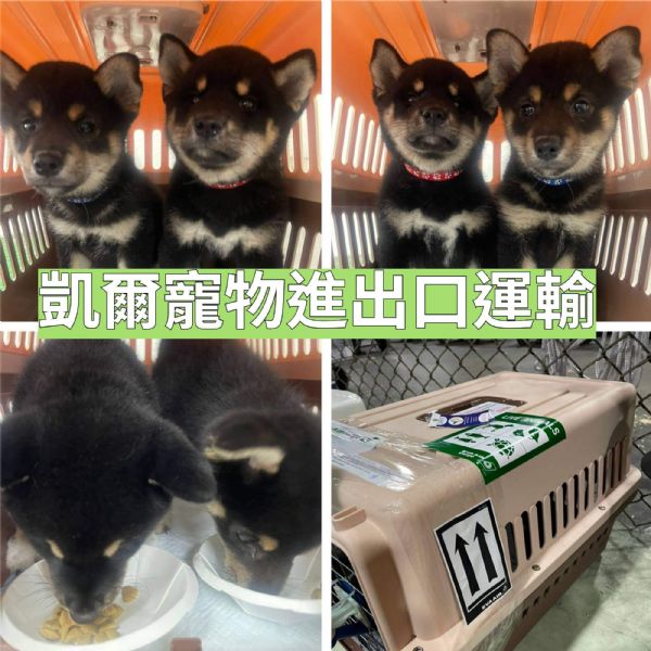2022/06/03 『美國舊金山』3隻柴犬前往美國舊金山 2022/06/03 『美國舊金山』3隻柴犬前往美國舊金山