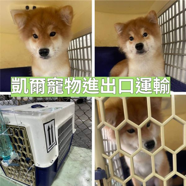 2022/06/08 『香港』兩隻柴犬一起去香港囉~~ 2022/06/08 『香港』兩隻柴犬一起去香港囉~~