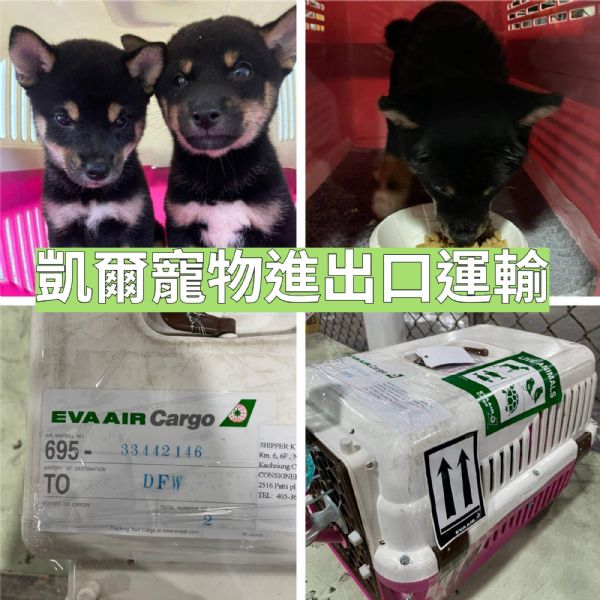 2022/06/12 『美國達拉斯機場』三隻柴犬飛美國達拉斯機場 2022/06/12 『美國達拉斯機場』三隻柴犬飛美國達拉斯機場