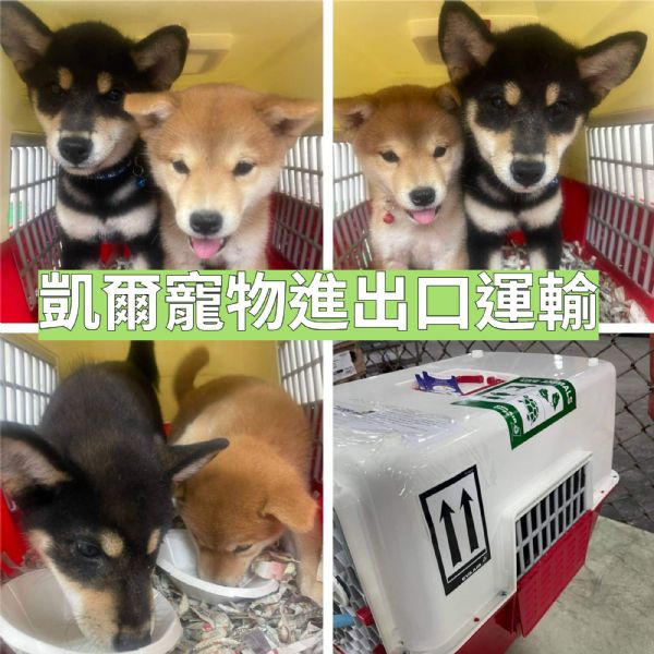 2022/06/13 『美國舊金山』2隻柴犬前往美國舊金山!! 2022/06/13 『美國舊金山』2隻柴犬前往美國舊金山!!