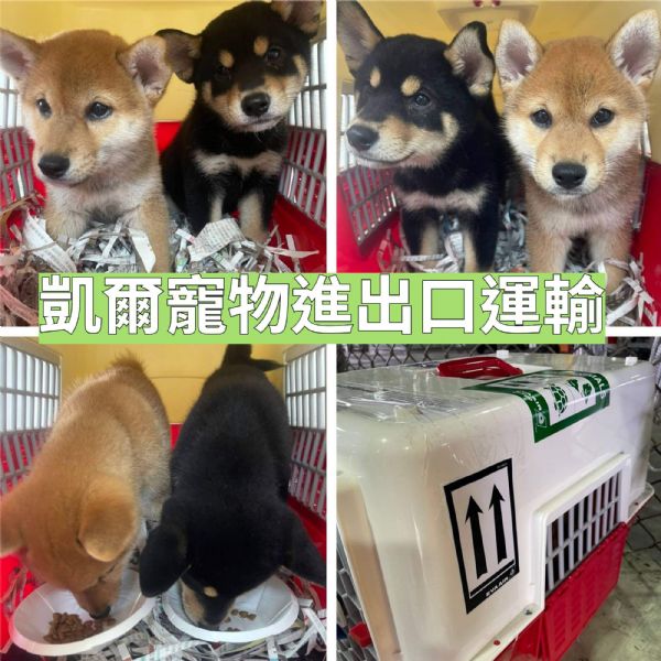 2022/06/15 『美國德州』兩隻柴犬前往美國德州達拉斯機場! 2022/06/15 『美國德州』兩隻柴犬前往美國德州達拉斯機場!