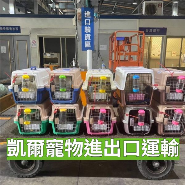 2022/06/23 『寵物來台灣』貓咪、狗狗都來台灣吧~~ 2022/06/23 『寵物來台灣』貓咪、狗狗都來台灣吧~~