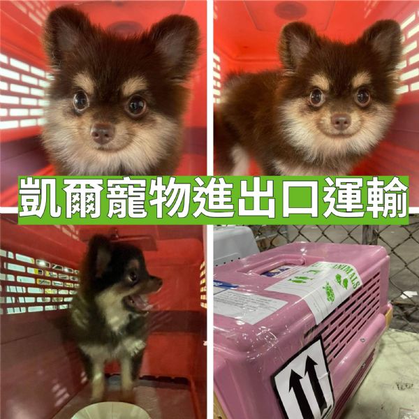 2022/07/02 『香港』博美飛香港,香港接機服務及送到指定地點服務就是讚! 2022/07/02 『香港』博美飛香港,香港接機服務及送到指定地點服務就是讚!
